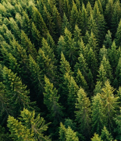 Top view of a forest, showing a large amount of green trees